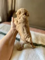 Tiny Tot, a male Miniature Schnauzer for sale in Calhoun, GA – Photo 5 of 8