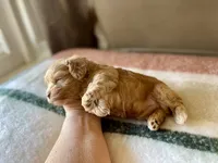 Tiny Tot, a male Miniature Schnauzer for sale in Calhoun, GA – Photo 2 of 8