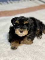 Black and red female, a female Miniature Schnauzer for sale in Calhoun, GA – Photo 8 of 10