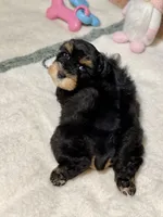 Black and red female, a female Miniature Schnauzer for sale in Calhoun, GA – Photo 10 of 10