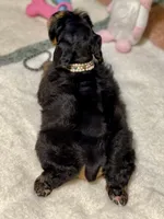 Black and red female, a female Miniature Schnauzer for sale in Calhoun, GA – Photo 2 of 10