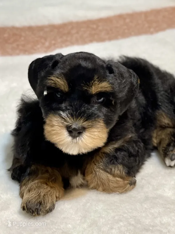 Black and red female