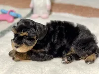 Black and red female, a female Miniature Schnauzer for sale in Calhoun, GA – Photo 5 of 10