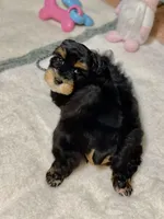 Black and red female, a female Miniature Schnauzer for sale in Calhoun, GA – Photo 3 of 10