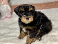 Black and red female, a female Miniature Schnauzer for sale in Calhoun, GA – Photo 4 of 10