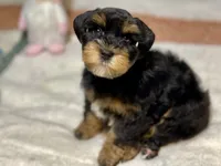 Black and red female, a female Miniature Schnauzer for sale in Calhoun, GA – Photo 6 of 10