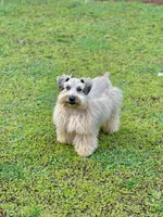 Little Mister, a male Miniature Schnauzer for sale in Calhoun, GA – 6 of 10