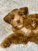 Red male AKC, a male Miniature Schnauzer for sale in Calhoun, GA – Photo 2 of 10