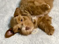 Red male AKC, a male Miniature Schnauzer for sale in Calhoun, GA – Photo 10 of 10