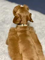 Red male AKC, a male Miniature Schnauzer for sale in Calhoun, GA – Photo 8 of 10