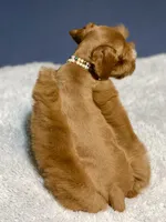 Red male AKC, a male Miniature Schnauzer for sale in Calhoun, GA – Photo 3 of 10