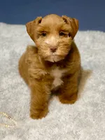 Red male AKC, a male Miniature Schnauzer for sale in Calhoun, GA – Photo 7 of 10