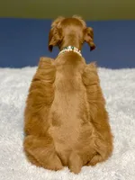 Red male AKC, a male Miniature Schnauzer for sale in Calhoun, GA – Photo 6 of 10