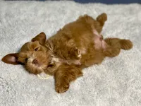 Red male AKC, a male Miniature Schnauzer for sale in Calhoun, GA – Photo 4 of 10