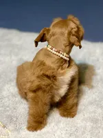 Red male AKC, a male Miniature Schnauzer for sale in Calhoun, GA – Photo 9 of 10