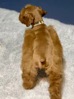 Red male AKC, a male Miniature Schnauzer for sale in Calhoun, GA – Photo 5 of 10