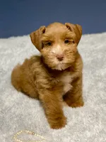 Red male AKC, a male Miniature Schnauzer for sale in Calhoun, GA – Photo 1 of 10