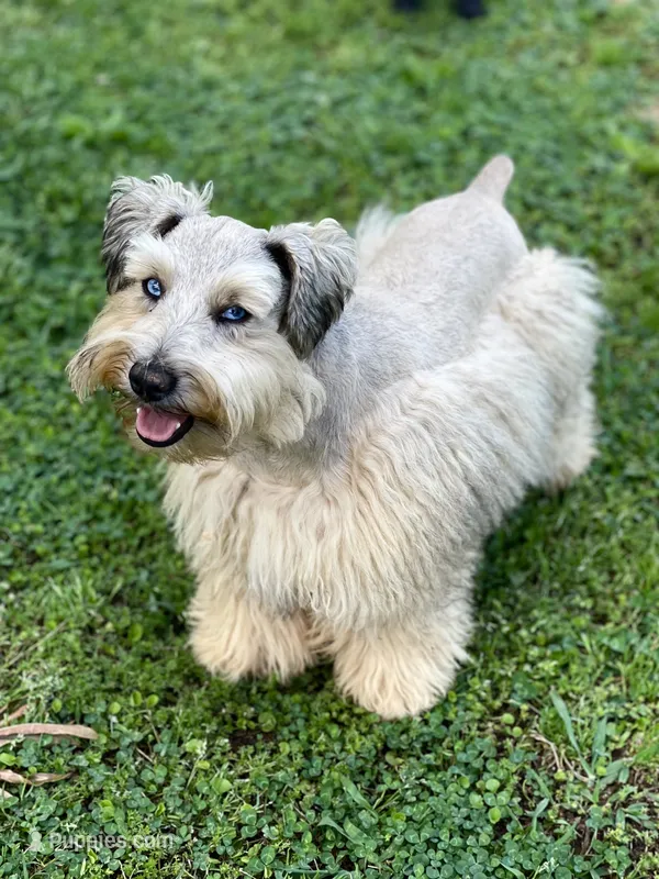 Little Mister – Miniature Schnauzer puppy for sale in Calhoun, GA