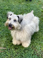 Little Mister, a male Miniature Schnauzer for sale in Calhoun, GA – 1 of 10