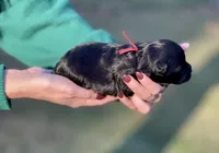 Black Beauty Red collar male, a male Miniature Schnauzer for sale in Calhoun, GA – Photo 4 of 6
