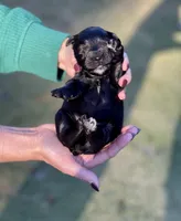 Black Beauty Red collar male, a male Miniature Schnauzer for sale in Calhoun, GA – Photo 3 of 6