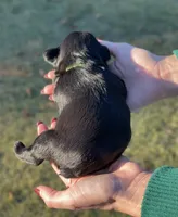 Black Beauty Red collar male, a male Miniature Schnauzer for sale in Calhoun, GA – Photo 6 of 6
