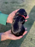 Black Beauty Red collar male, a male Miniature Schnauzer for sale in Calhoun, GA – Photo 2 of 6