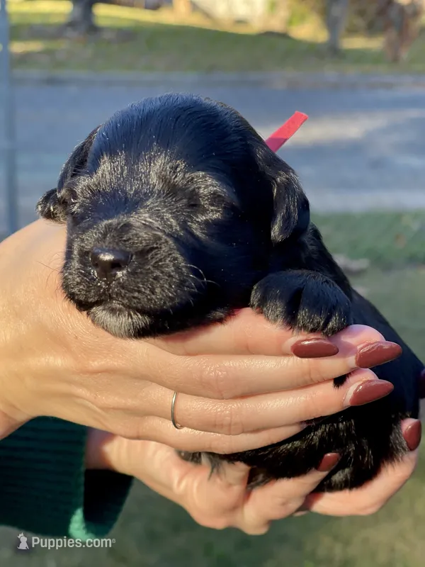 Black Beauty Red collar male