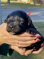 Black Beauty Red collar male, a male Miniature Schnauzer for sale in Calhoun, GA – Photo 1 of 6