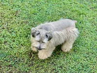Little Mister, a male Miniature Schnauzer for sale in Calhoun, GA – 10 of 10