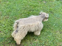 Little Mister, a male Miniature Schnauzer for sale in Calhoun, GA – 9 of 10