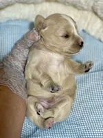 Brown collar red blue eyes, a male Miniature Schnauzer for sale in Calhoun, GA – Photo 6 of 8