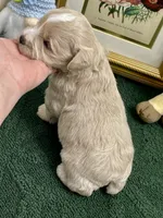 Brown collar red blue eyes, a male Miniature Schnauzer for sale in Calhoun, GA – Photo 4 of 8