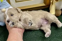 Brown collar red blue eyes, a male Miniature Schnauzer for sale in Calhoun, GA – Photo 3 of 8