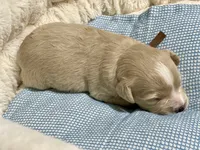 Brown collar red blue eyes, a male Miniature Schnauzer for sale in Calhoun, GA – Photo 7 of 8