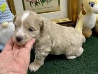 Brown collar red blue eyes, a male Miniature Schnauzer for sale in Calhoun, GA – Photo 2 of 8