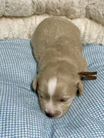 Brown collar red blue eyes, a male Miniature Schnauzer for sale in Calhoun, GA – Photo 5 of 8