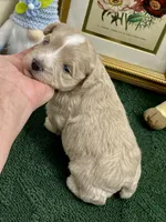 Brown collar red blue eyes, a male Miniature Schnauzer for sale in Calhoun, GA – Photo 1 of 8