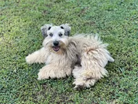 Little Mister, a male Miniature Schnauzer for sale in Calhoun, GA – 8 of 10