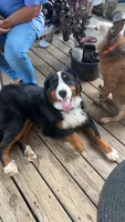Archie , a male Bernese Mountain Dog for sale in Roseboro, NC – 2 of 4