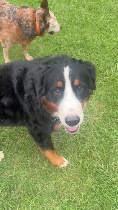 Archie , a male Bernese Mountain Dog for sale in Roseboro, NC – 4 of 4