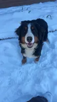 Archie , a male Bernese Mountain Dog for sale in Roseboro, NC – 3 of 4