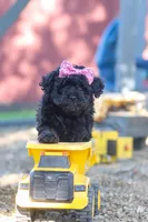 April, a female Poodle - Miniature  for sale in Sugarcreek, OH – 6 of 7