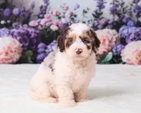Cupcake, a female Miniature Goldendoodle for sale in Sugarcreek, OH – 2 of 5