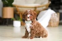 Ollie, a male Poodle - Miniature  for sale in Sugarcreek, OH – Photo 4 of 9