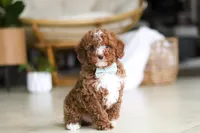 Ollie, a male Poodle - Miniature  for sale in Sugarcreek, OH – Photo 1 of 9