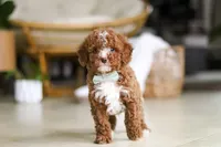 Ollie, a male Poodle - Miniature  for sale in Sugarcreek, OH – Photo 7 of 9