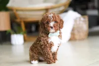 Ollie, a male Poodle - Miniature  for sale in Sugarcreek, OH – Photo 3 of 9