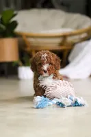 Ollie, a male Poodle - Miniature  for sale in Sugarcreek, OH – Photo 6 of 9