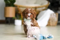 Ollie, a male Poodle - Miniature  for sale in Sugarcreek, OH – Photo 9 of 9